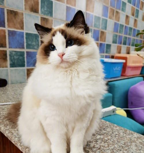 一罐85g的布偶猫粮能养活多久（探究布偶猫的饮食需求与猫粮消耗量）