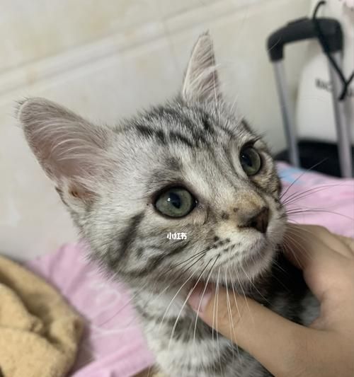 小猫护眼指南（宠物猫如何保护我们的视力）