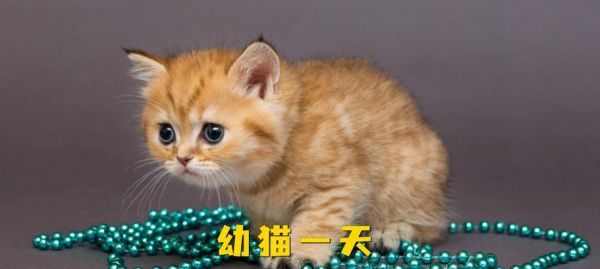 猫咪的饮食需求及喂食方法（了解猫咪的饮食需求，正确喂养你的宠物猫）