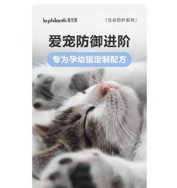 猫咪的饮食需求及喂食方法（了解猫咪的饮食需求，正确喂养你的宠物猫）