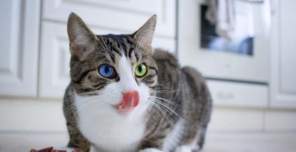 猫咪饮食习惯全揭秘（宠物的健康靠什么来保障）