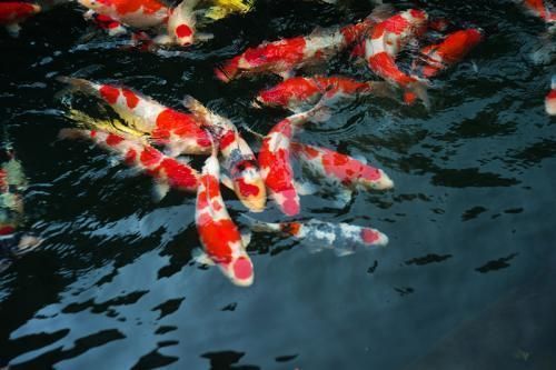水温低抑制冷水鱼不发病，水温高增强体质，到底低温还是高温好？