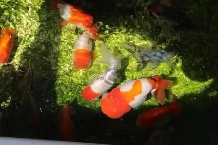 水温低抑制冷水鱼不发病，水温高增强体质，到底低温还是高温好？