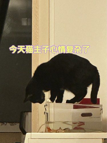 香香的小猫咪