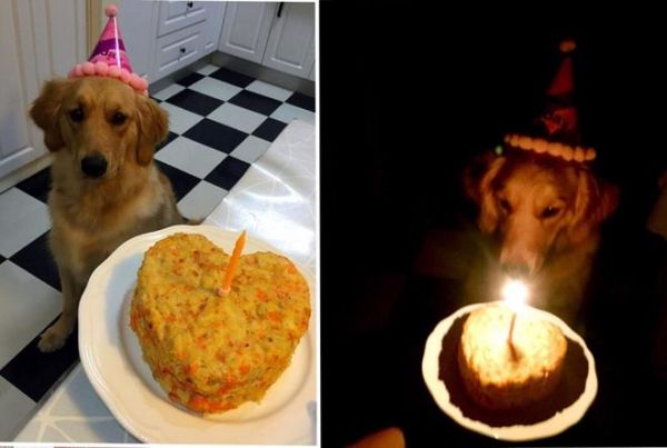 狗狗生日蛋糕/自制健康营养狗粮的做法