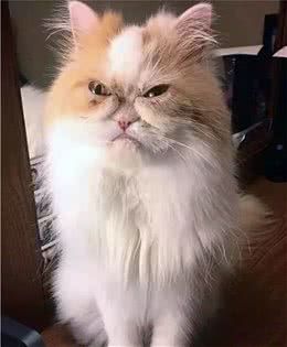 波斯猫整天一脸不爽,感觉对谁都很凶,主人却说这猫咪是开心果