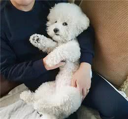 比熊犬“变坏”的6个迹象,别忽视,继续错下去