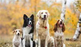 最受欢迎的几种“中大型犬”,寿命长,有你家爱犬吗?