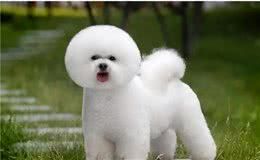 寻根问祖系列(75):卷毛比熊犬(BichonFrise)
