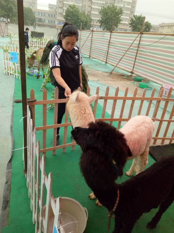 萌宠动物展览出租各种萌宠租赁