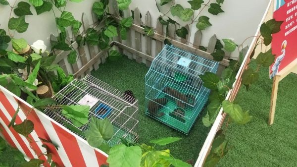 萌宠动物展览出租各种萌宠租赁