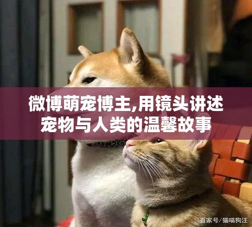 微博萌宠博主,用镜头讲述宠物与人类的温馨故事