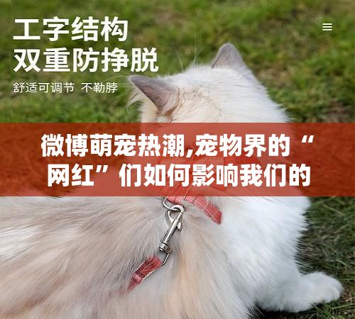 微博萌宠热潮,宠物界的“网红”们如何影响我们的生活