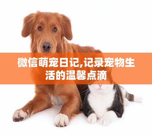 微信萌宠日记,记录宠物生活的温馨点滴