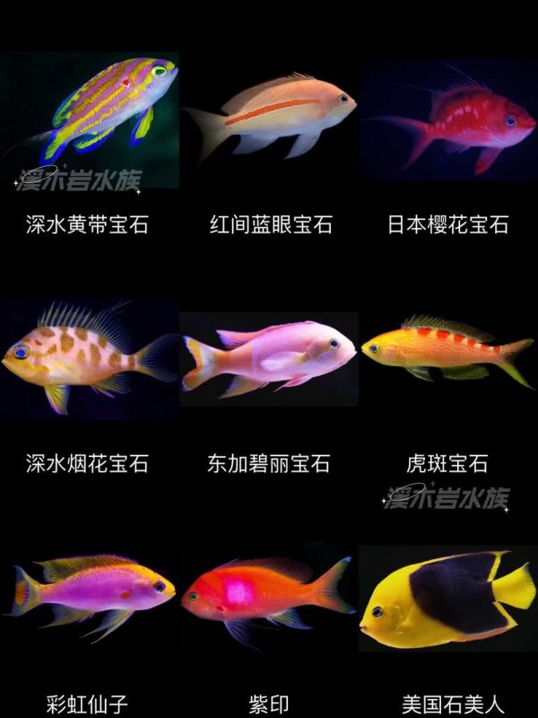 海水观赏鱼,海水观赏鱼怎么养