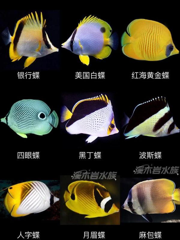海水观赏鱼,海水观赏鱼怎么养