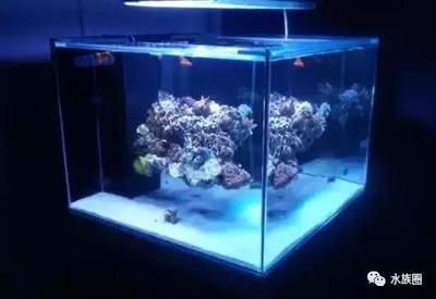海缸观赏鱼种类（海水观赏鱼的饲养技巧） 七纹巨鲤鱼 第2张