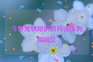 今日宠物知识如何训练狗狗站立