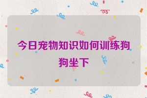 今日宠物知识如何训练狗狗坐下