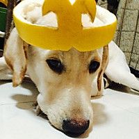 自制狗狗奖励零食-鸡胸紫薯棒营养美味更安心的做法图解7