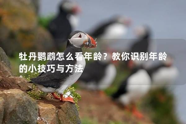 牡丹鹦鹉怎么看年龄？教你识别年龄的小技巧与方法