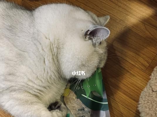 小猫是否需要吃零食（宠物猫的饮食需要注意什么）
