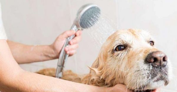 小狗的喷嚏（宠物犬打喷嚏的原因）