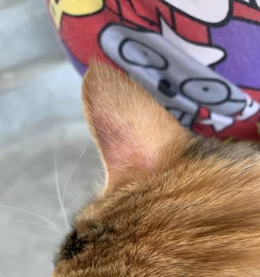 探秘猫咪耳朵马拉色菌（宠物健康的重要性与耳朵马拉色菌的预防）