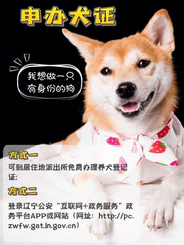 国家近日出台养犬新规:宠物狗主人需谨慎!