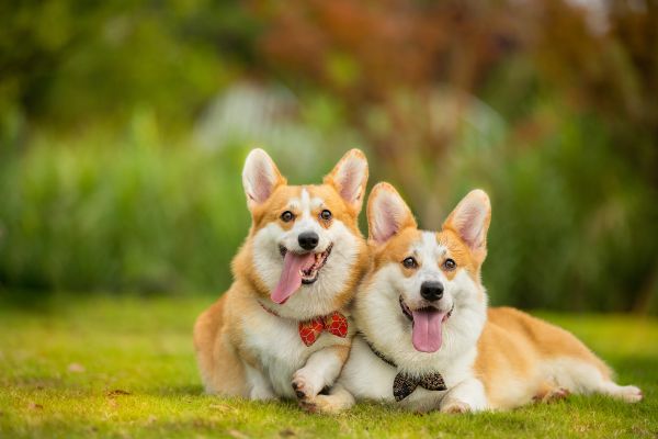 宠物邮寄：是犯法吗？图1