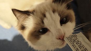 养宠物真是一个很慎重的决定。