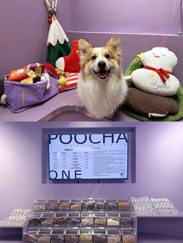 狗狗日托班！每次上班都会把它放这里