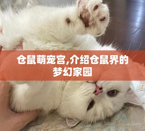 仓鼠萌宠宫,介绍仓鼠界的梦幻家园