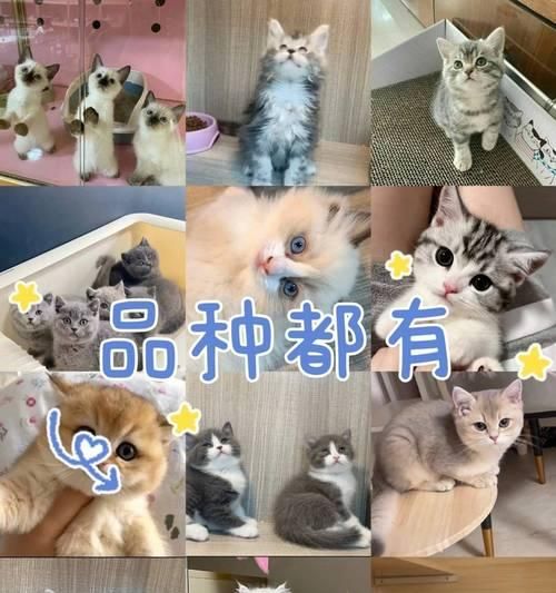 宠物体检的重要性（为宠物做体检，守护爱的生命）