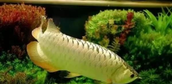 《橙红龙鱼饲养指南》（以宠物为主，打造健康成长的龙鱼）