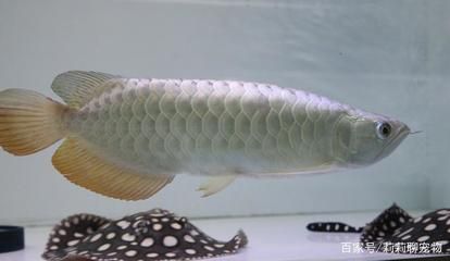 雷龙鱼养多久能繁殖【雷龙鱼一次能产多少卵？】 水族问答