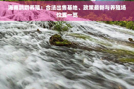海南鹦鹉养殖：合法出售基地、政策最新与养殖场位置一览