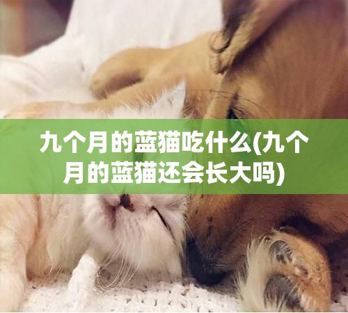 九个月的蓝猫吃什么(九个月的蓝猫还会长大吗)