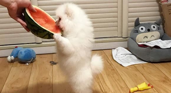 猫咪营养补给（宠爱你的猫咪）
