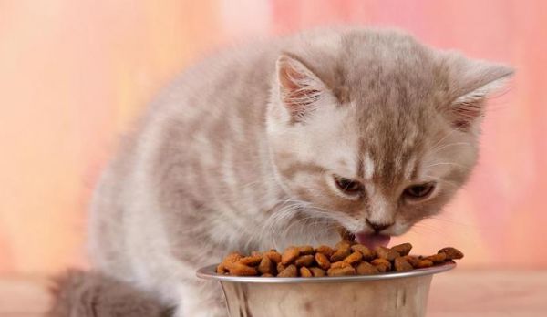 猫咪营养补给（宠爱你的猫咪）