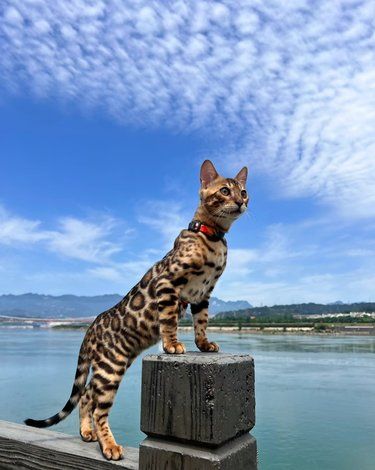 孟加拉豹猫