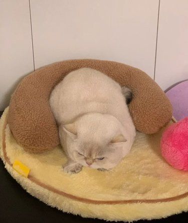 荧光绿毛不一定是猫藓