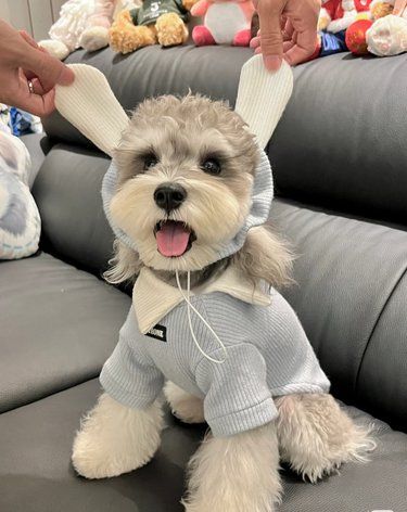 狗狗过敏