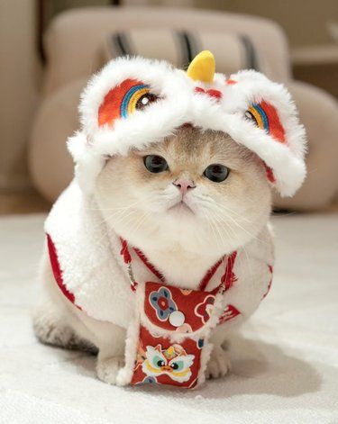 猫咪突然大喘气的原因