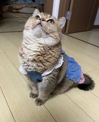 猫咪为什么喜欢吃猫草