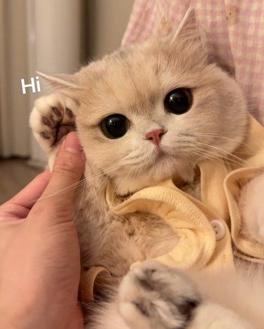 猫咪频繁上厕所还有点尿血！