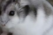 什么仓鼠最好养