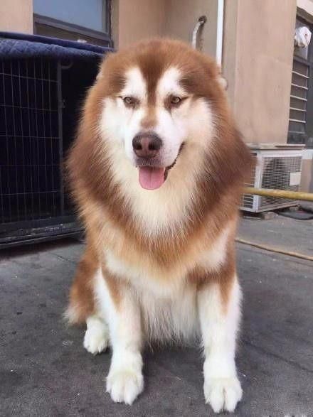 宠主把狗狗放爸爸家，回来狗狗模样大变，宠主：这谁家“猪刚鬣”