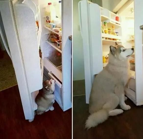 岁月是把猪饲料？本是一只小巧可爱的狗，一年后变成了一头“猪”