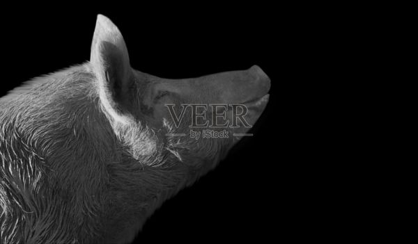 黑色背景上可爱的小猪特写脸照片摄影图片